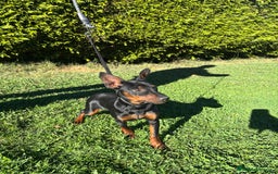 Pinscher Miniatura perros en venta: Pinscher Miniatura  - Imagen 22