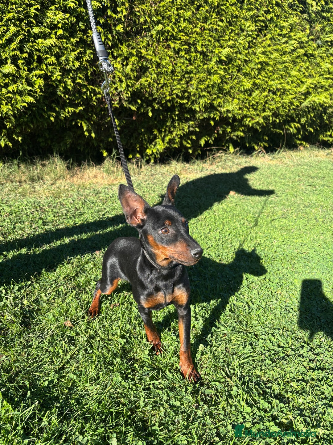 Pinscher Miniatura perros en venta: Pinscher Miniatura  - Imagen 22