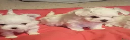 Bichón Maltés perros en venta: cachorros de Bichon Maltes toy  - Anuncio 4
