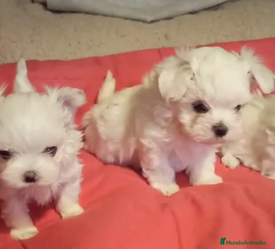 Bichón Maltés perros en venta: cachorros de Bichon Maltes toy  - Anuncio 4