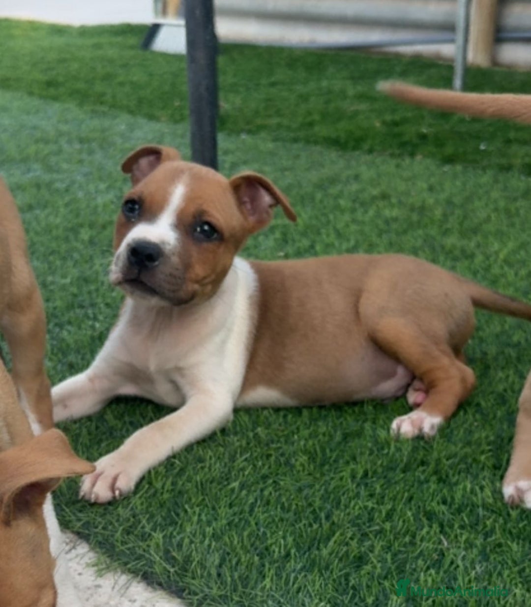 American Staffordshire-Terrier perros en venta: American Stanford  - Imagen 5
