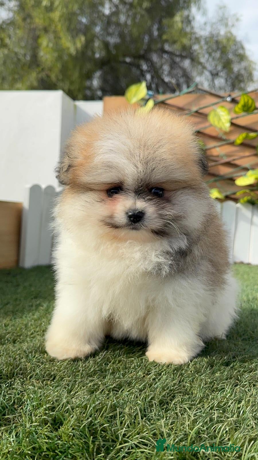 Pomerania perros POMERANIA HEMBRA - Anuncio 1