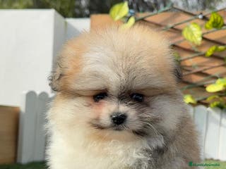 Pomerania perros POMERANIA HEMBRA - Anuncio 24