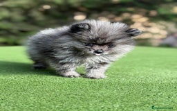 Pomerania perros en venta: Pomerania merle Blue toy Macho  - Imagen 2