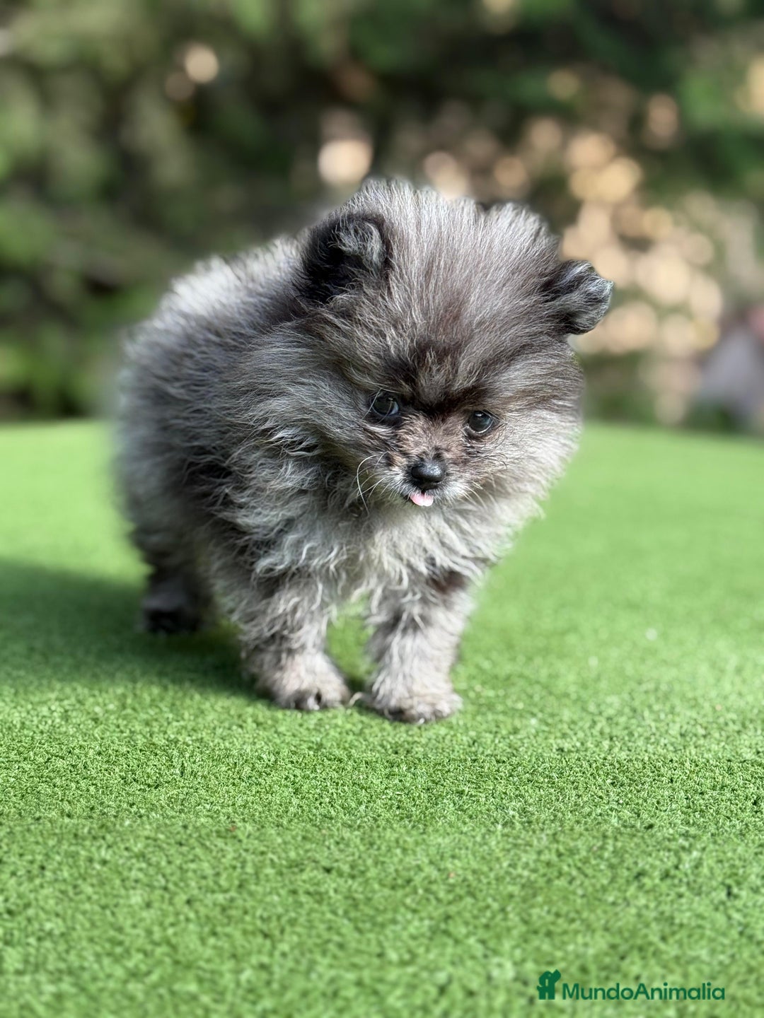 Pomerania perros en venta: Pomerania merle Blue toy Macho  - Imagen 2