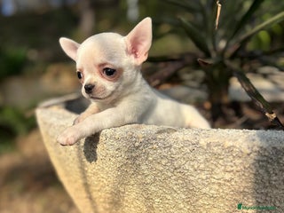 Chihuahua perros Chihuahua Toy entrega en Diciembre - Anuncio 2