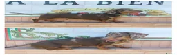 Teckel Miniatura perros en venta: Disponible teckel Arlequín Chocolate para montas - Anuncio 1