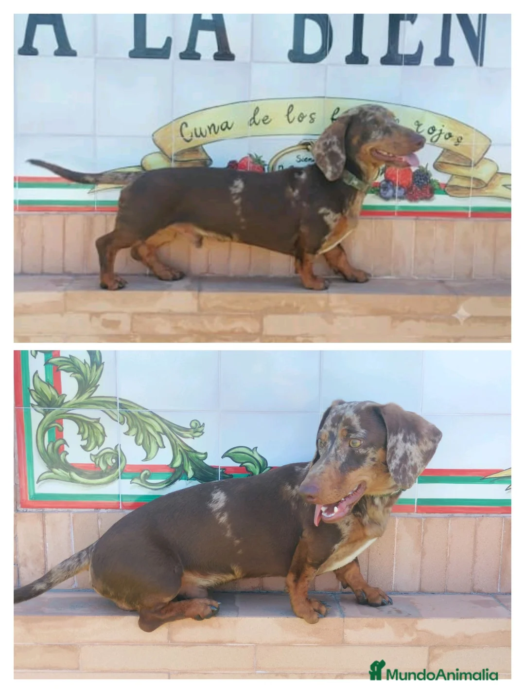 Teckel Miniatura perros en venta: Disponible teckel Arlequín Chocolate para montas - Anuncio 1
