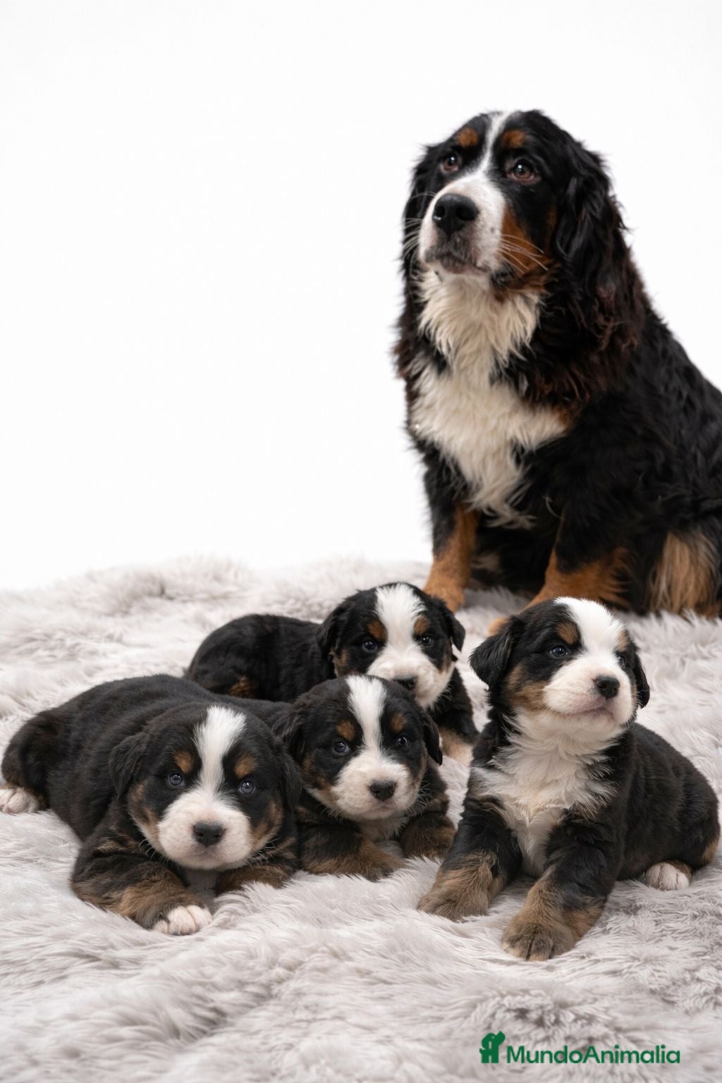 Boyero de Berna perros Camada de boyero de Berna  - Anuncio 1