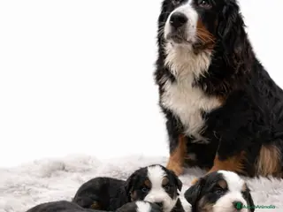 Boyero de Berna perros Camada de boyero de Berna - Anuncio 1