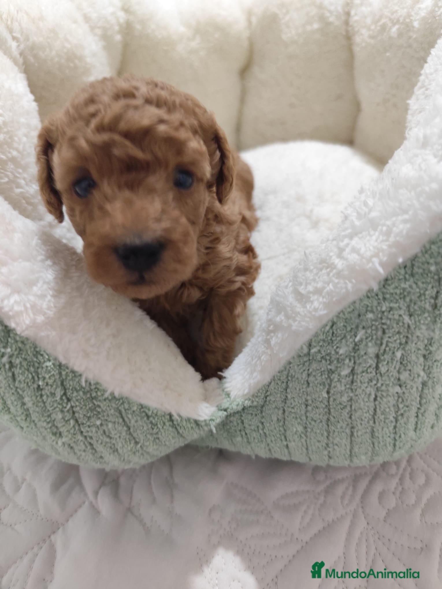 Caniche Toy perros en venta: Caniche Toy - Anuncio 7