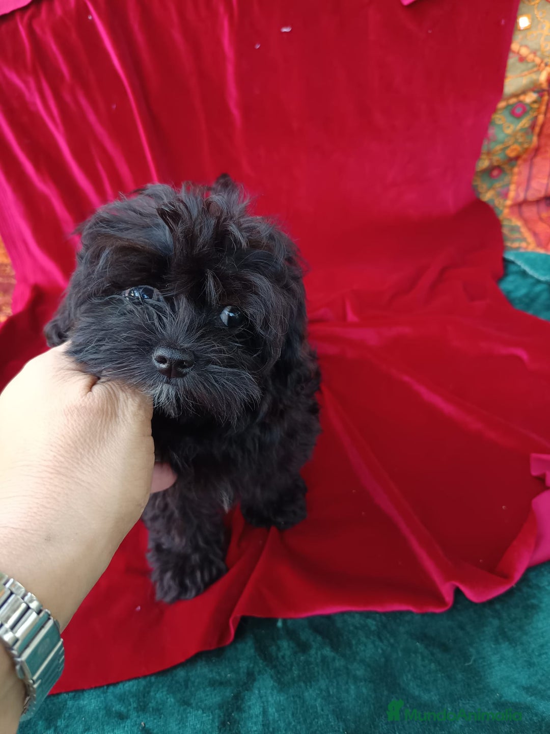 Maltipoo perros en venta: Maltipoo en Cádiz - Imagen 17