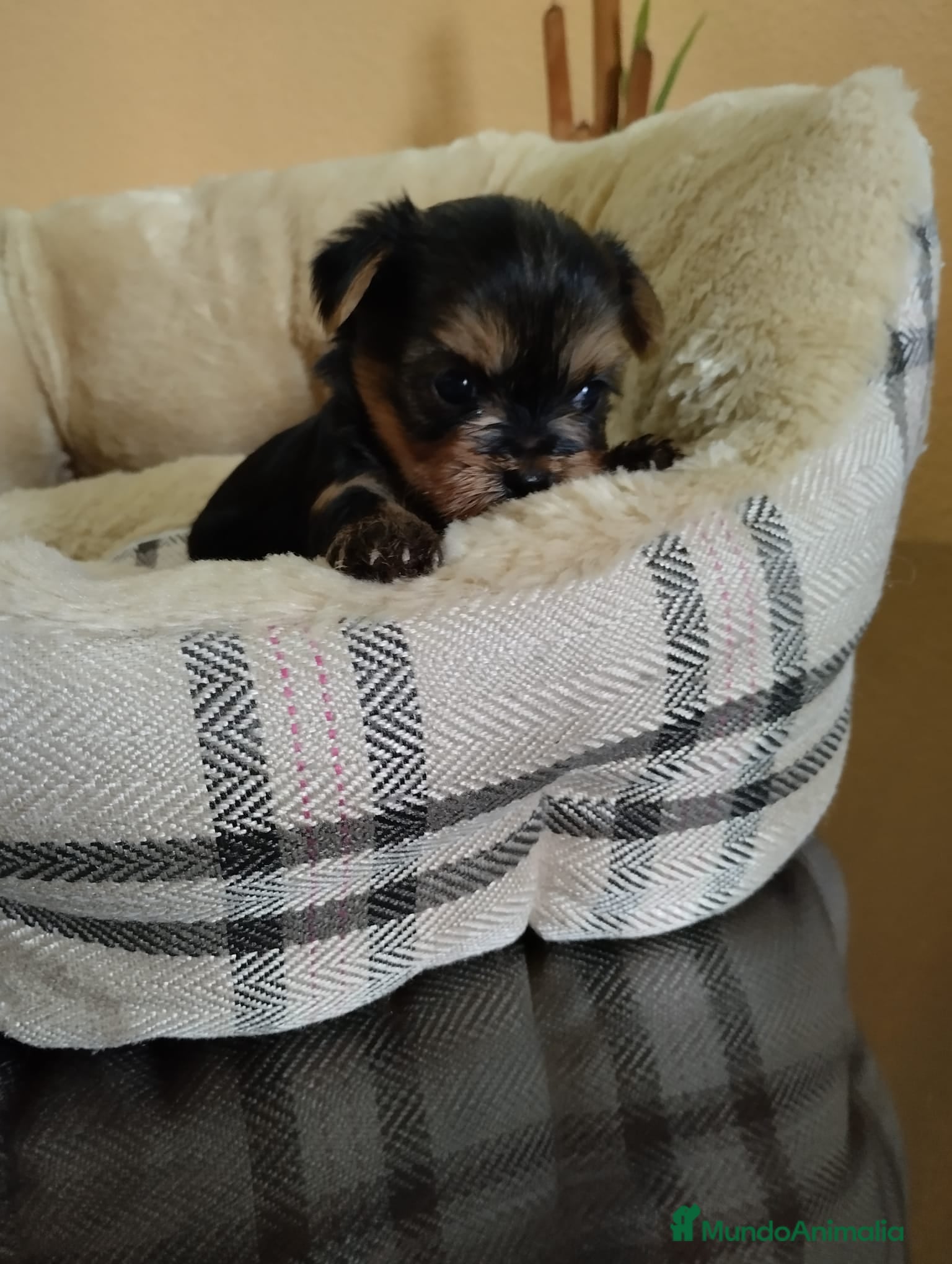 Yorkshire Terrier perros en venta: Yorkshire terrier toy  - Anuncio 8