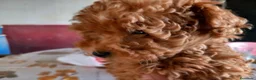 Caniche Toy perros en venta: Poodle Toy Caniche rojo en Sevilla - Anuncio 1