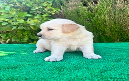 Golden Retriever perros en venta: golden retriever  - Imagen 5