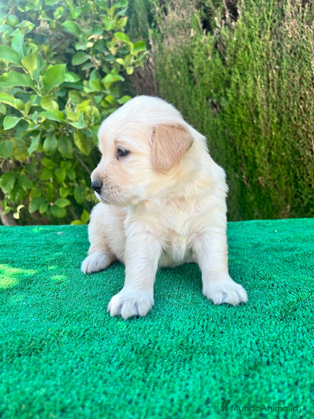 Golden Retriever perros en venta: golden retriever  - Imagen 5