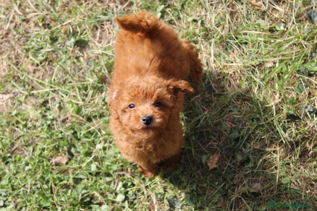 Caniche Toy perros en venta: Caniche toy macho rojo - Imagen 1