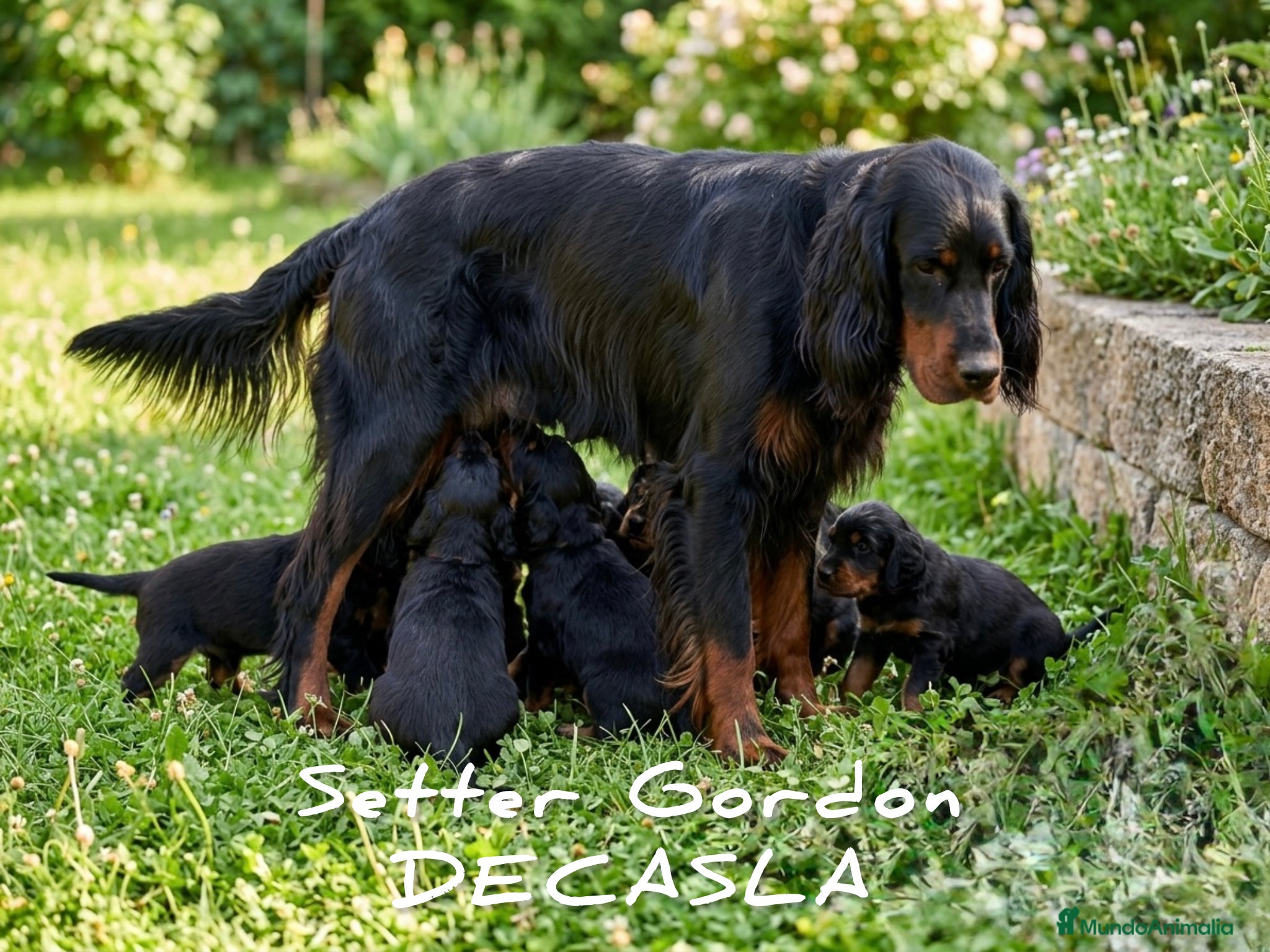 Setter Gordon perros Setter Gordon, cachorros. - Anuncio 1