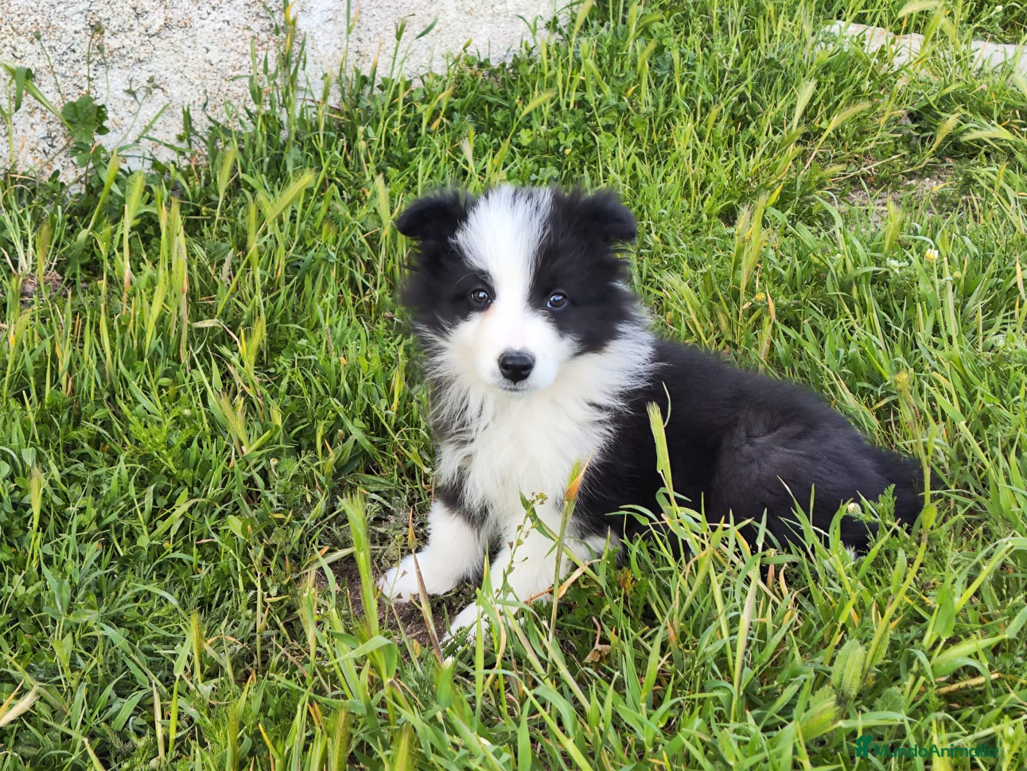 Border Collie perros BORDER COLLIE BICOLOR en Madrid - Anuncio 2