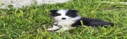 Border Collie perros en venta: BORDER COLLIE BICOLOR en Madrid - Anuncio 2