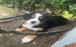 Boyero de Berna perros en venta: Boyero - Imagen 1