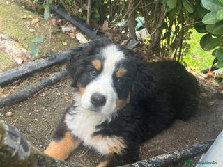 Boyero de Berna perros - Anuncio 3