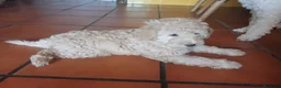 Caniche Enano perros en venta: Caniche enano - Anuncio 4