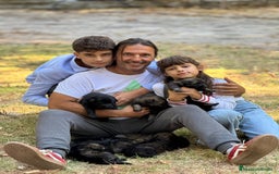 Pastor Alemán perros en venta: Camada Vom Zarental  - Anuncio 4