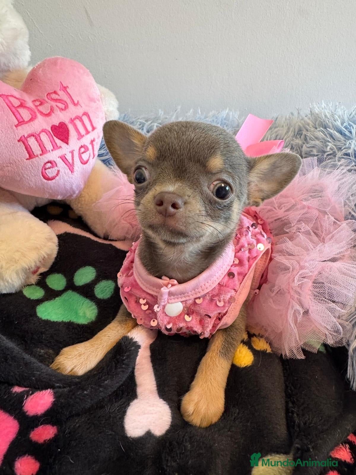 Chihuahua perros Chihuahua cabeza manzana  - Anuncio 1
