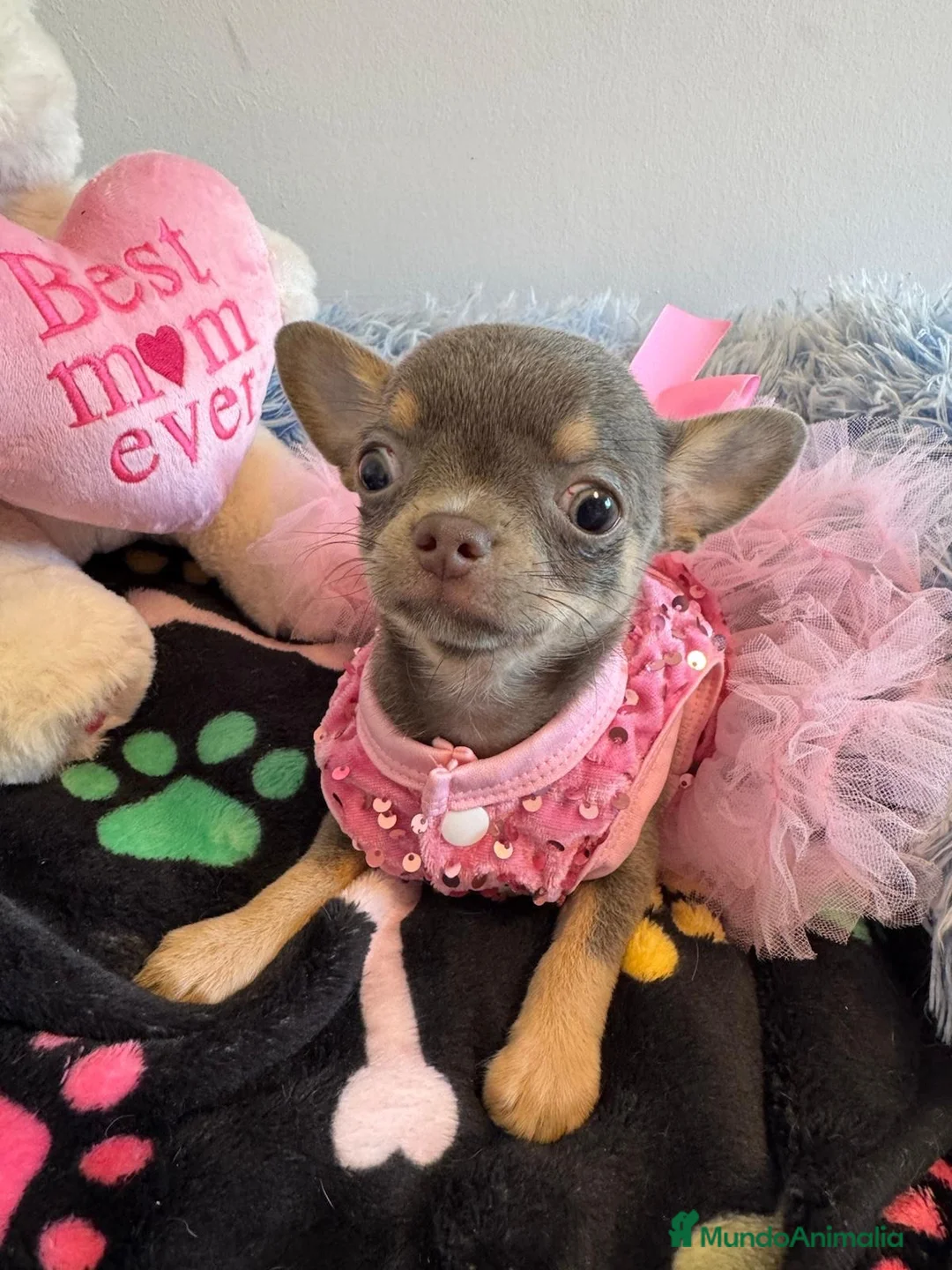 Chihuahua perros en venta: Chihuahua cabeza manzana  - Anuncio 1