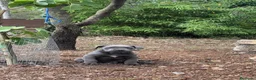 Cane Corso perros en venta: Cane corso - Anuncio 2