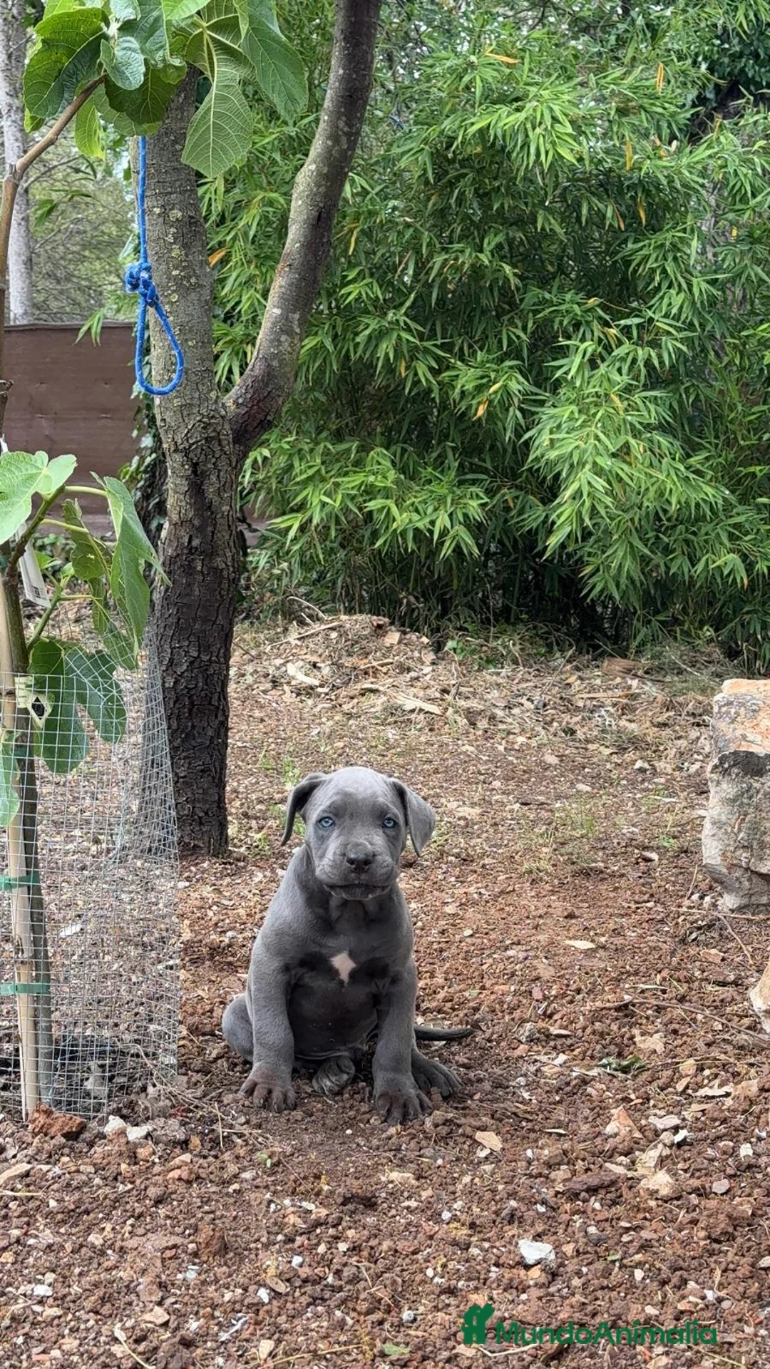 Cane Corso perros en venta: Cane corso - Anuncio 2