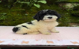 Caniche Toy perros en venta: Cachorros caniche toy  - Anuncio 1