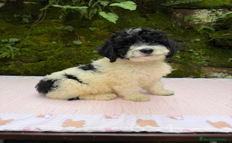 Caniche Toy perros Cachorros caniche toy  - Anuncio 3