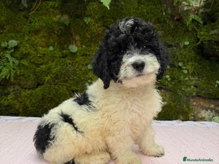 Caniche Toy perros Cachorros caniche toy - Anuncio 3