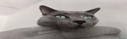 Azul Ruso gatos en venta: Camada de azul ruso  - Anuncio 3