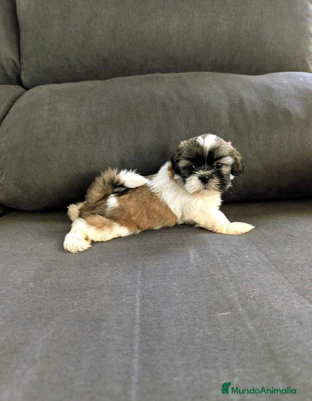 Shih Tzu perros Shitzu - Anuncio 1
