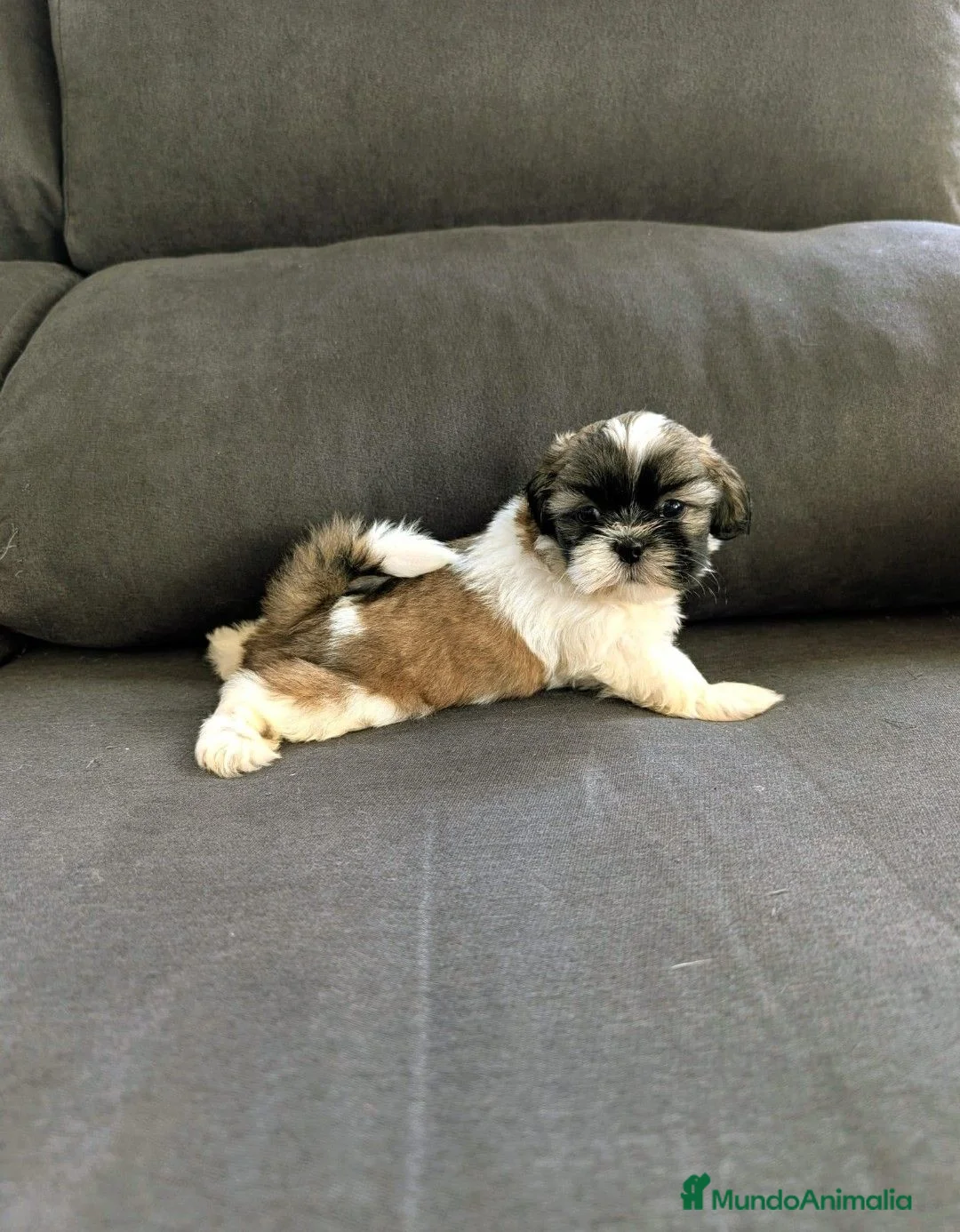 Shih Tzu perros en venta: Shitzu - Anuncio 1