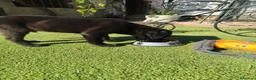 Labrador Retriever perros en venta: LABRADOR - Anuncio 9