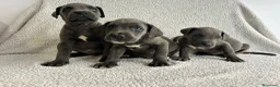 Cane Corso perros en venta: Cané corso negro  - Anuncio 3
