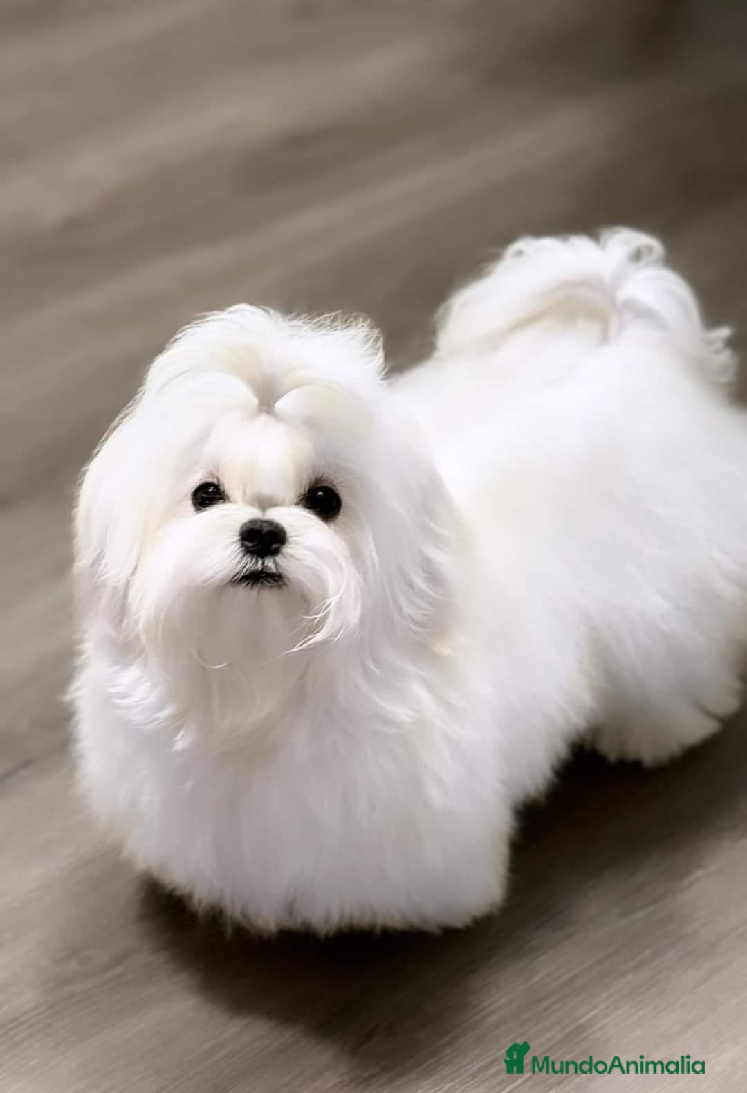 Bichón Maltés perros en venta: Bichón maltés toy  - Anuncio 3