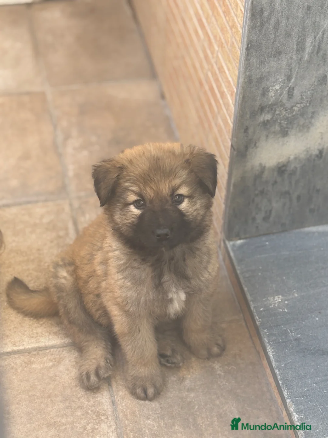 Pastor del Cáucaso perros en venta: Pastor del caucaso macho 🐾🐶 en Murcia - Anuncio 1