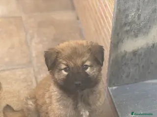 Pastor del Cáucaso perros Pastor del caucaso macho 🐾🐶 - Anuncio 9