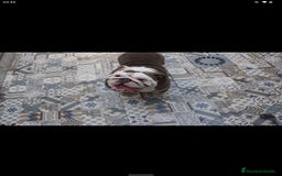 Bulldog Inglés perros en venta: Bulldog ingles preciosa hembra  - Imagen 6