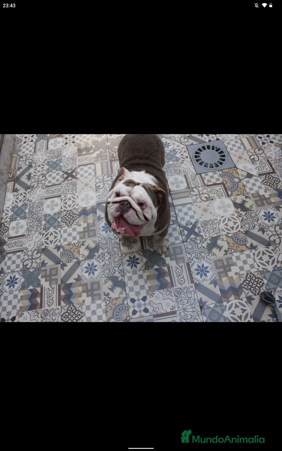 Bulldog Inglés perros en venta: Bulldog ingles preciosa hembra  - Imagen 6