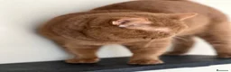 Británico de Pelo Corto gatos en venta: PRECIOSO BRITISH SHORTHAIR CHOCOLATE CINNAMON - Anuncio 8