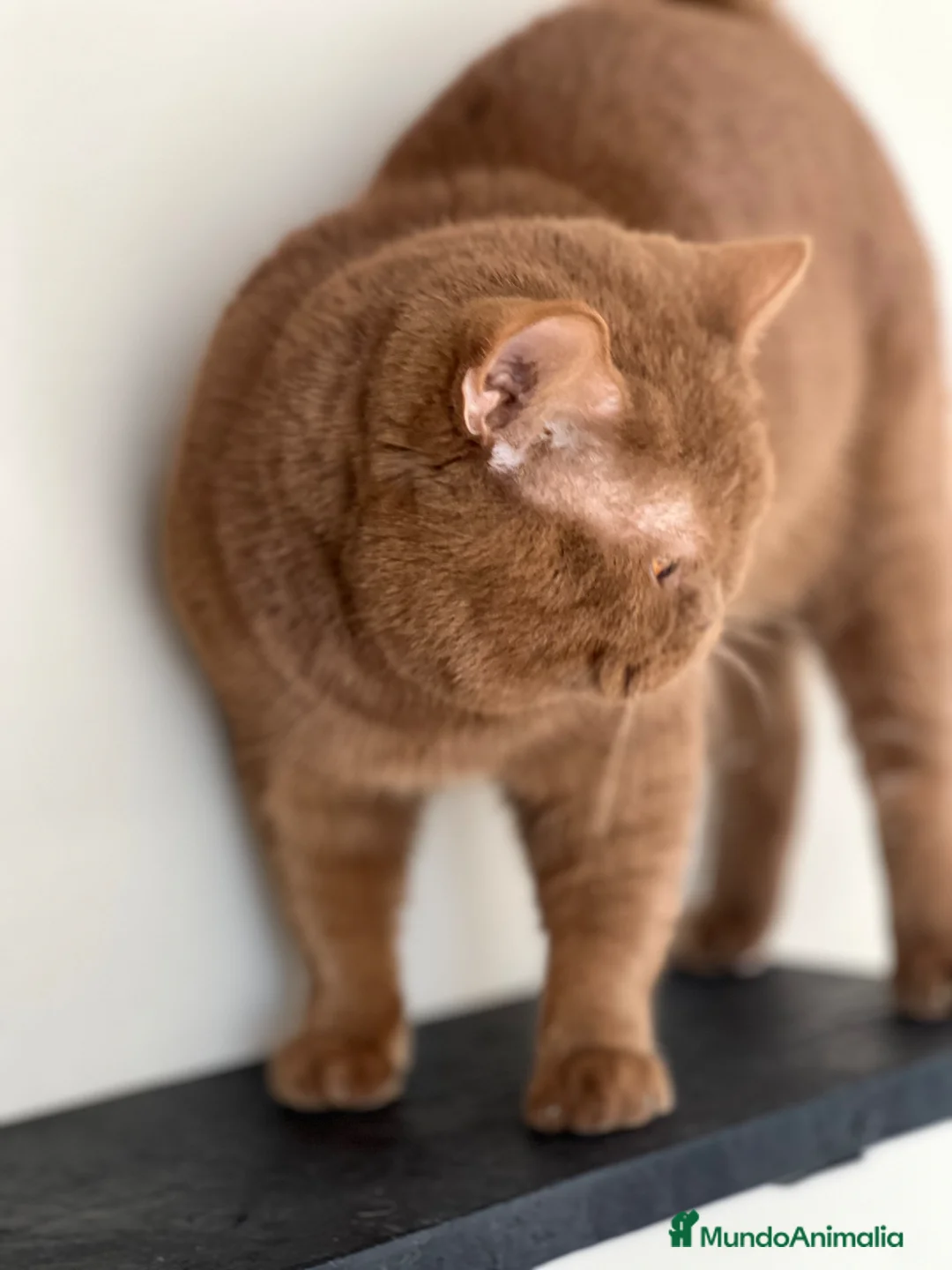 Británico de Pelo Corto gatos en venta: PRECIOSO BRITISH SHORTHAIR CHOCOLATE CINNAMON - Anuncio 8