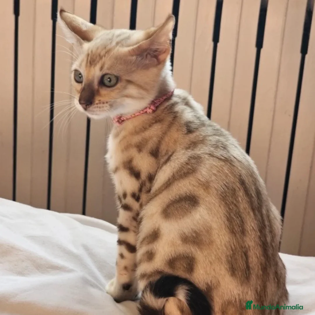 Bengalí gatos en venta: Bengalí  - Anuncio 2