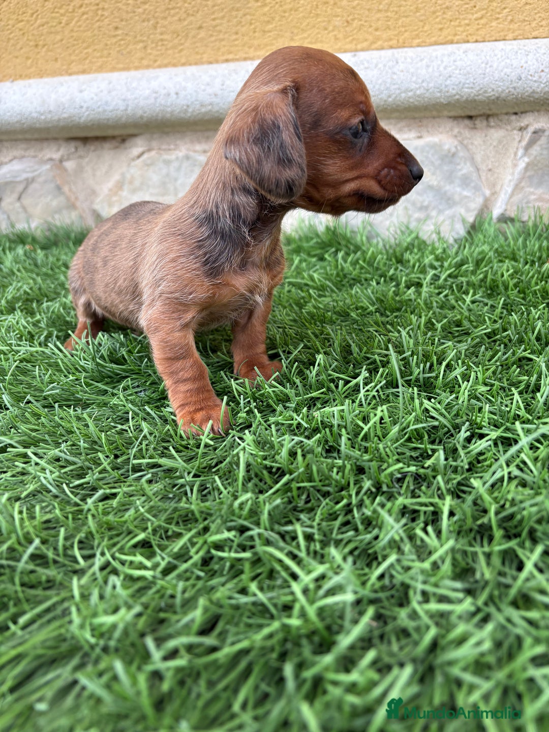 Teckel Miniatura perros en venta: Teckel Kaninchen macho Merle chocolate diluido  - Anuncio 5