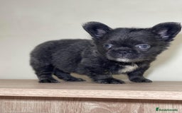 Bulldog Francés perros en venta: FRENCHIES ÚNICOS ///CARÁCTER INCREÍBLE  - Anuncio 1